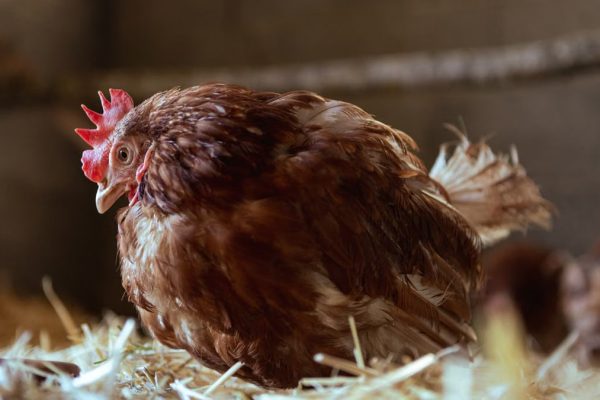 A domestic hen resting on hay in a rural barn setting, highlighting farm life.