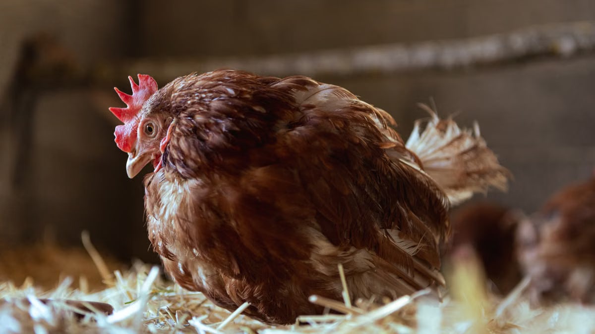 A domestic hen resting on hay in a rural barn setting, highlighting farm life.